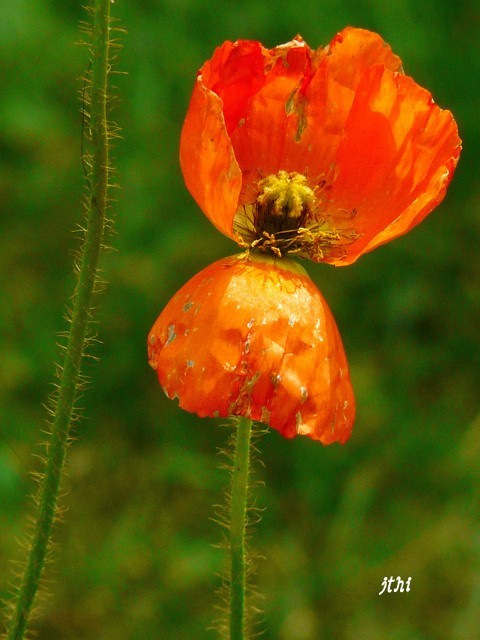 papaver nudicaule (2) (480x640) (480x640).jpg