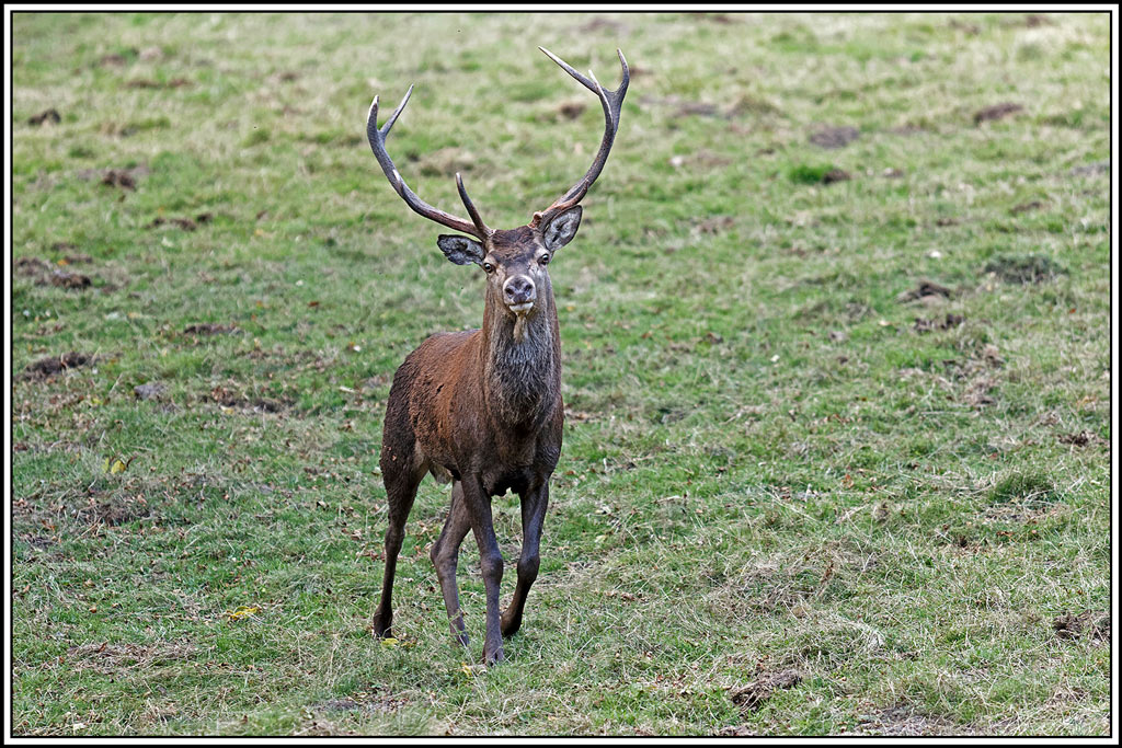 cerf(9424).jpg
