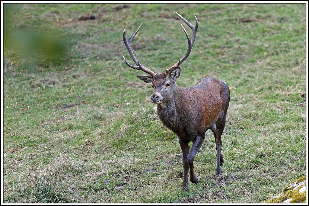 cerf(9439).jpg