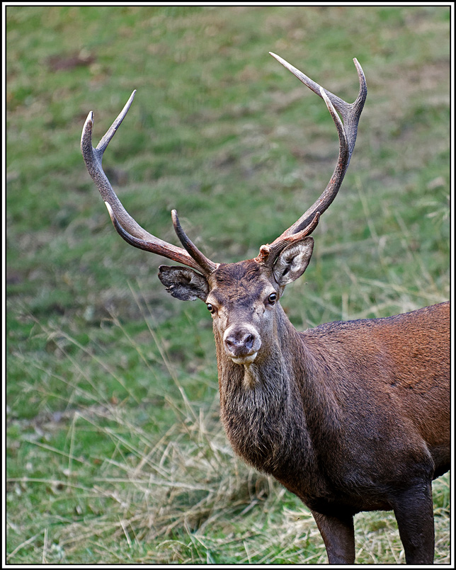cerf(9479).jpg