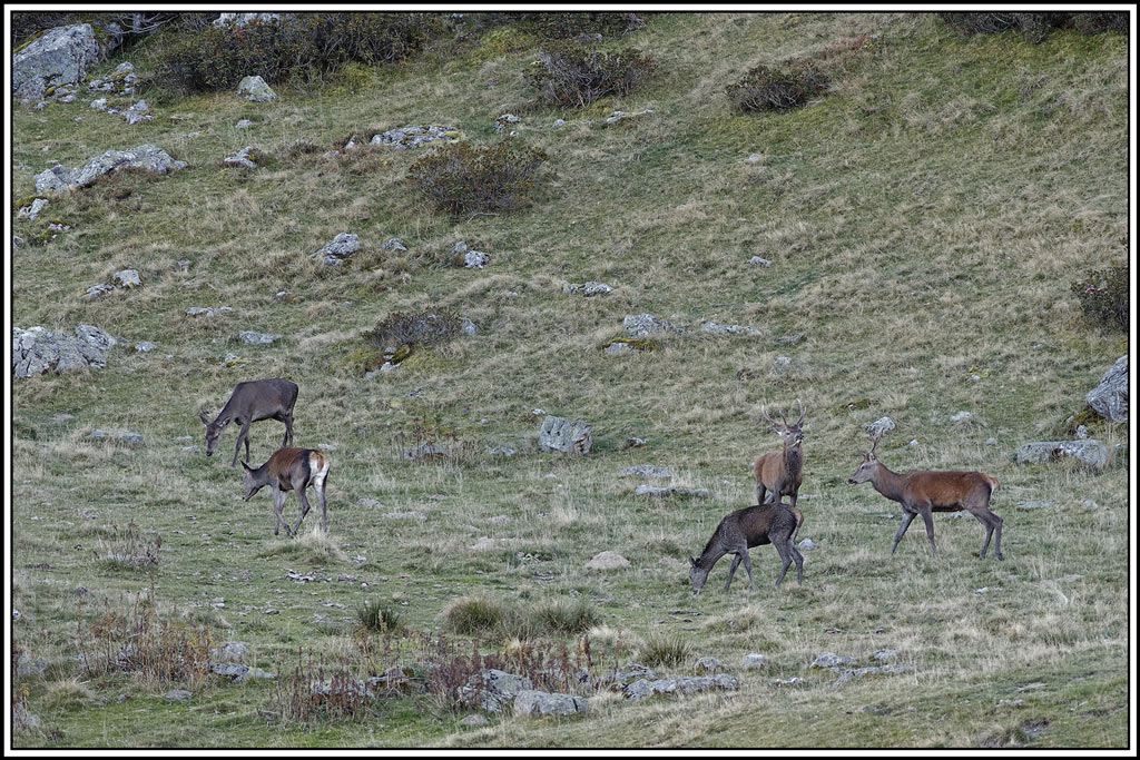 cerf(9546).jpg