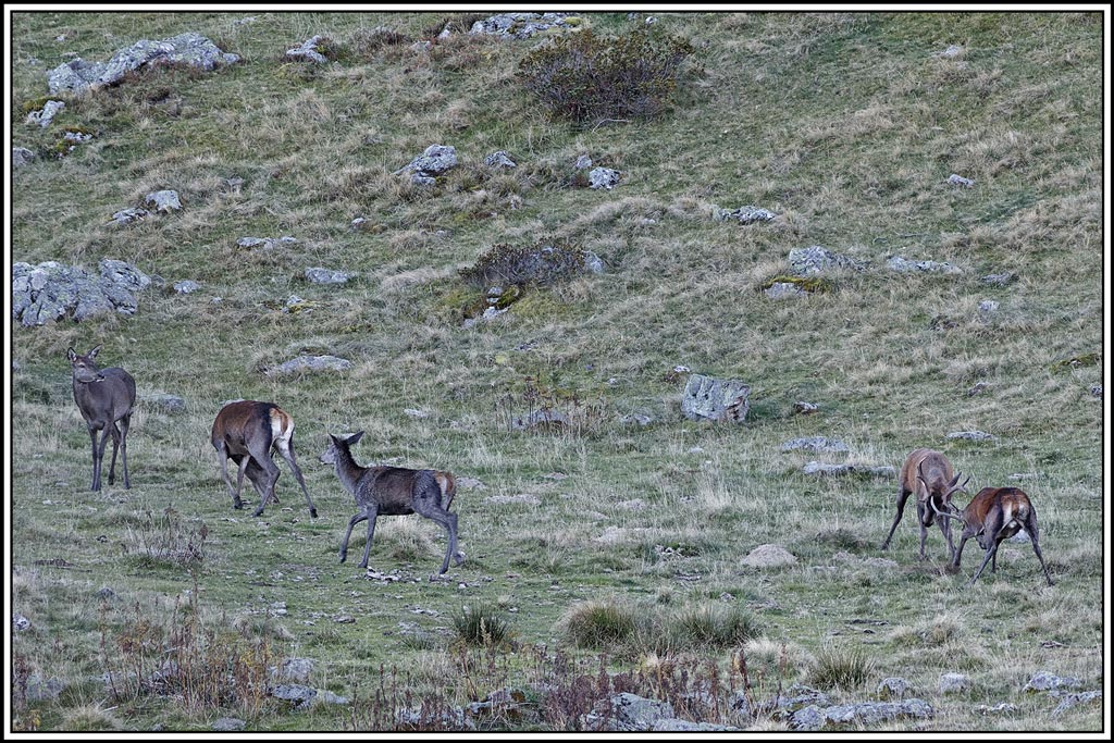 cerf(9548).jpg