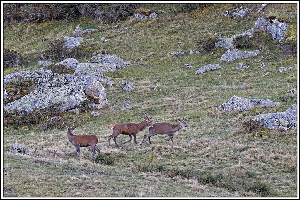 cerf(9560).jpg
