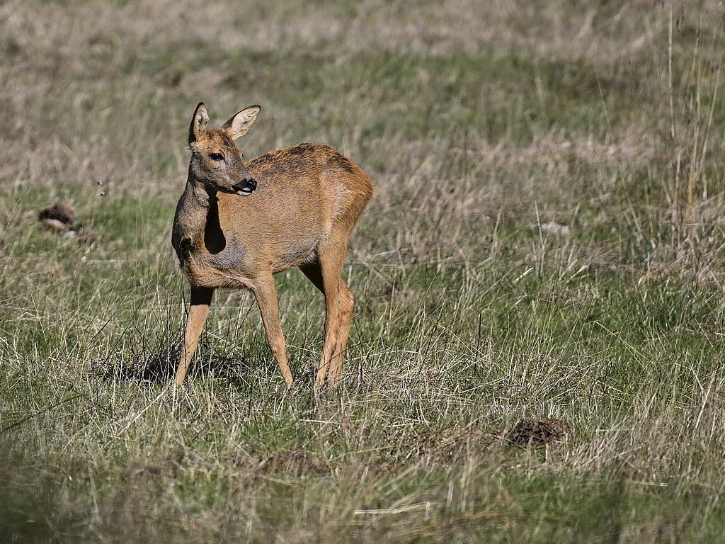 d 7860_1_04.jpg