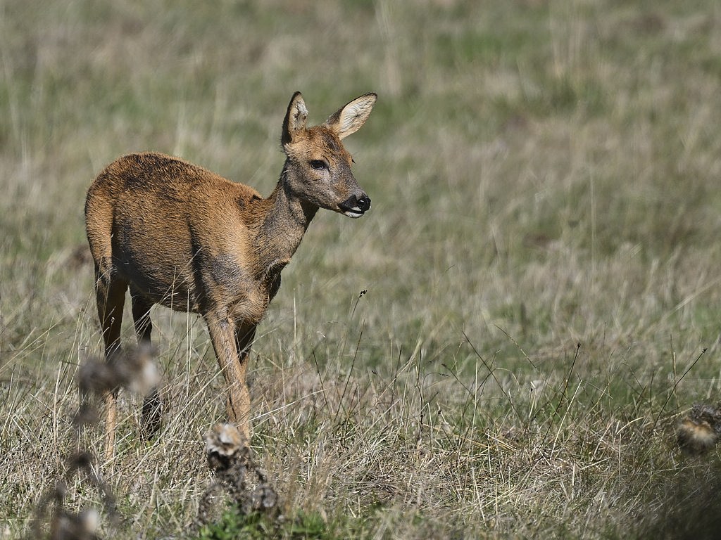 d 7865_1_04.jpg