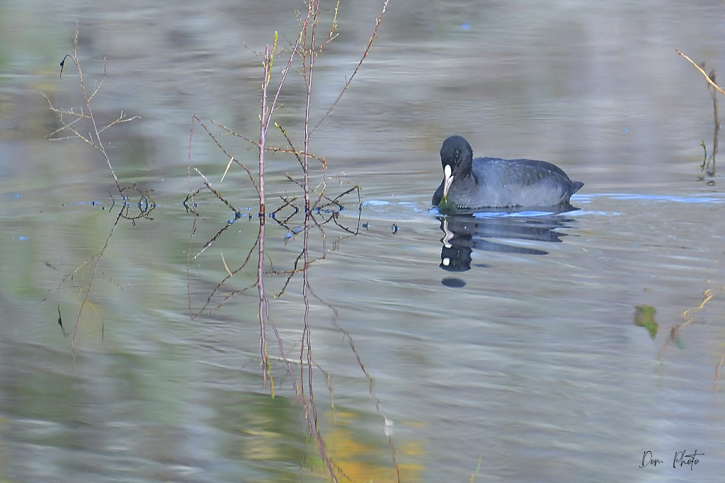 DSC_1369IN.jpg
