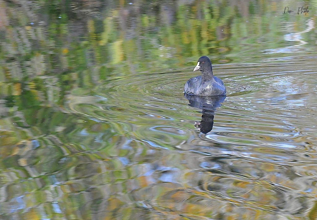 DSC_1395IN.jpg