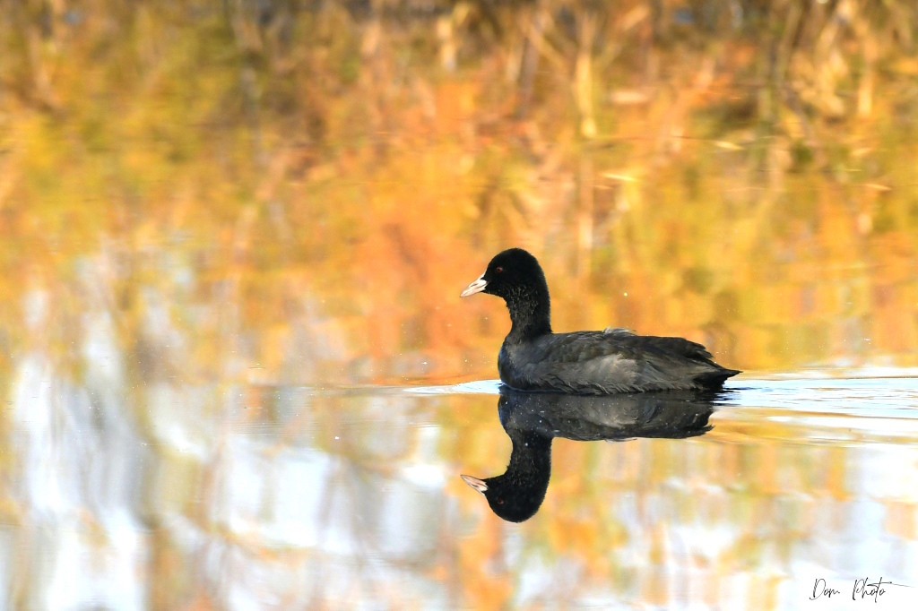 DSC_1452IN.jpg