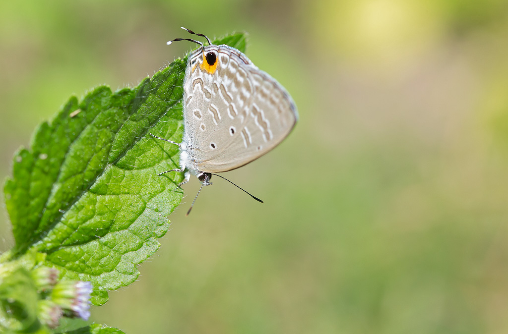 0C1A6177.jpg
