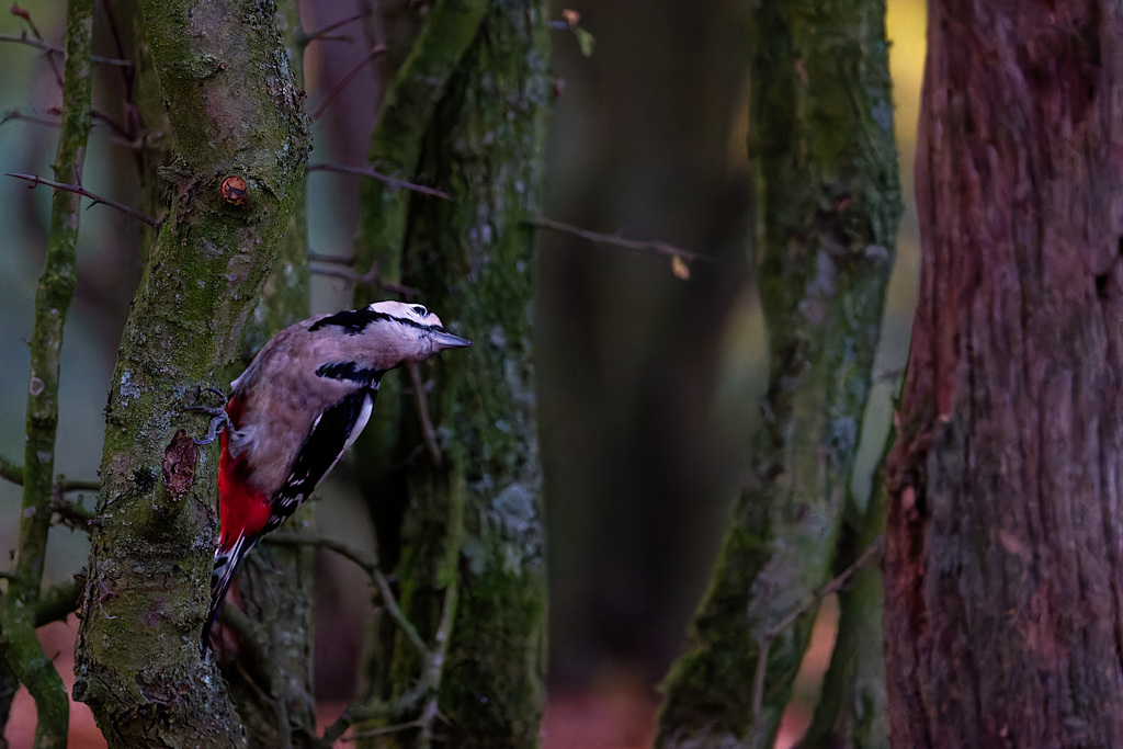 DSC_3265_DxO.jpg