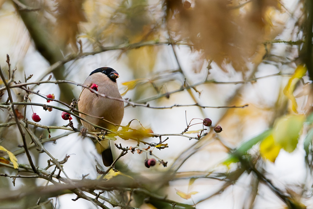 DSC_3179_DxO.jpg