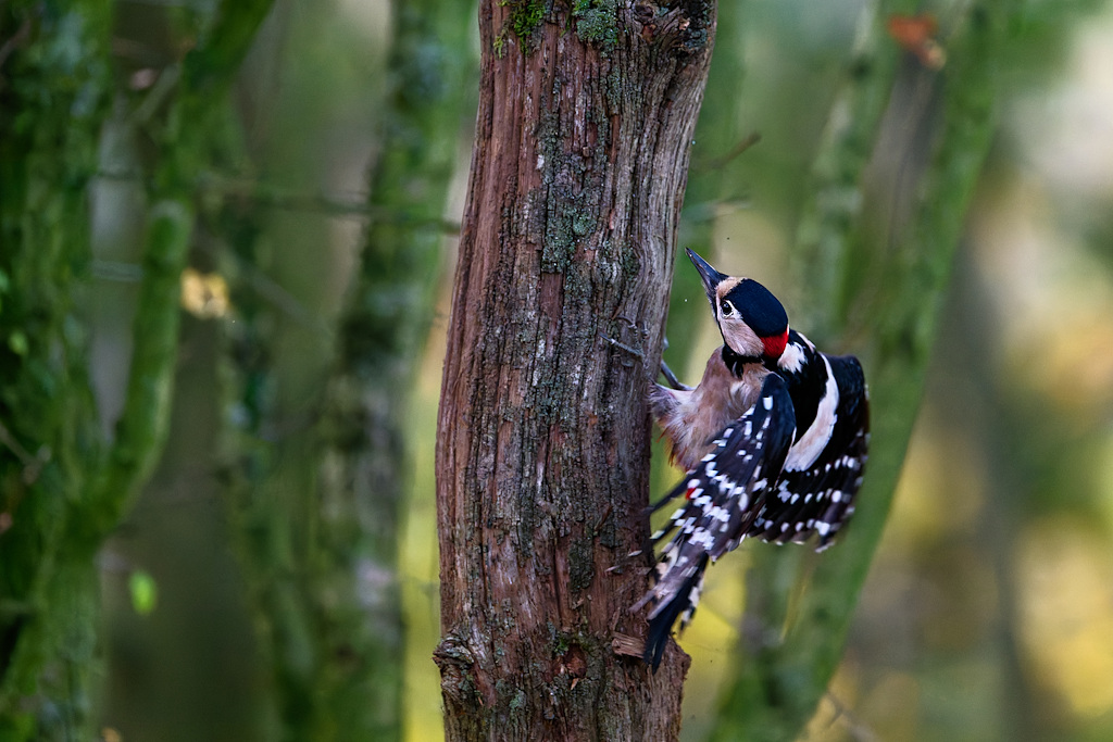 DSC_3079_DxO.jpg