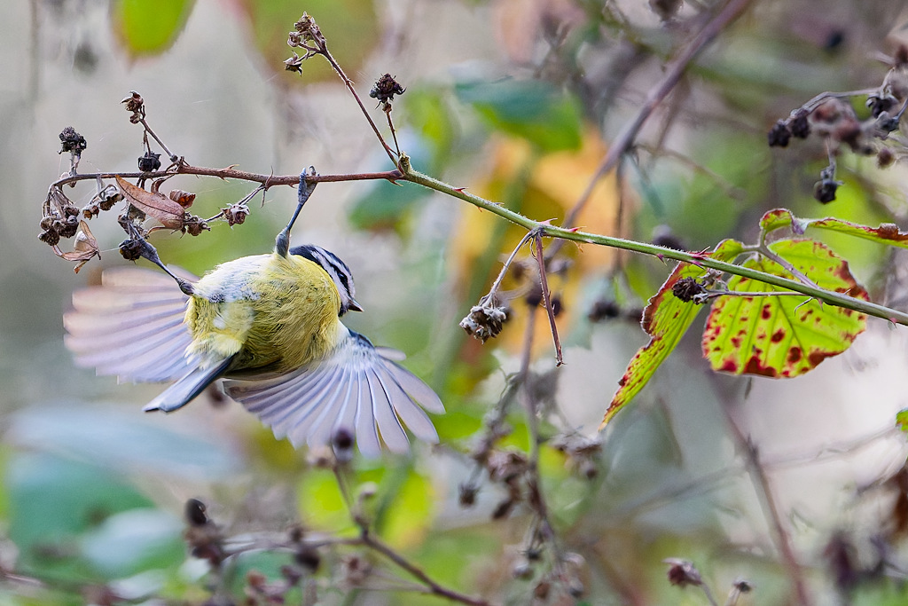 DSC_2846_DxO.jpg