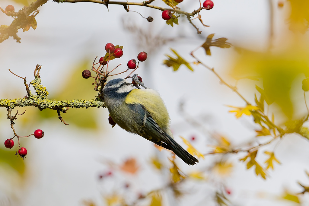 DSC_2384_DxO.jpg