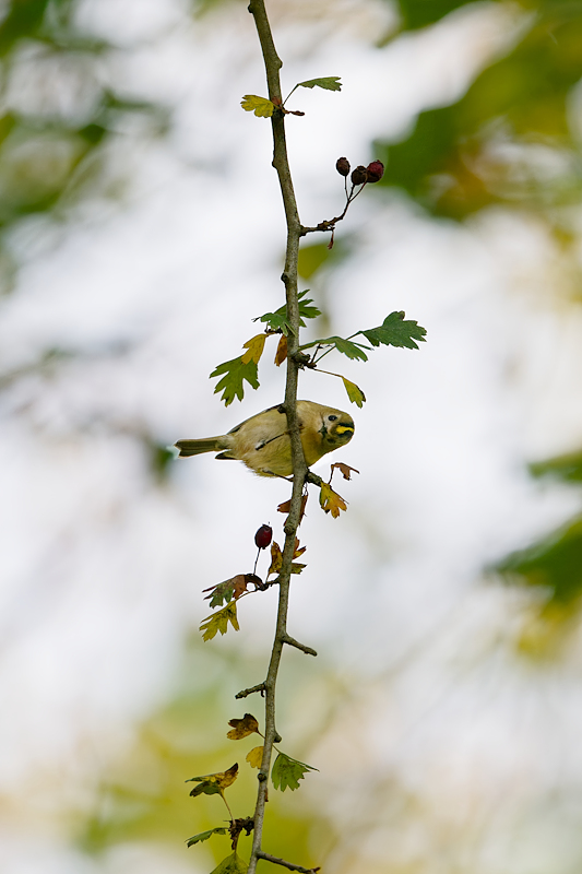 DSC_2107_DxO.jpg