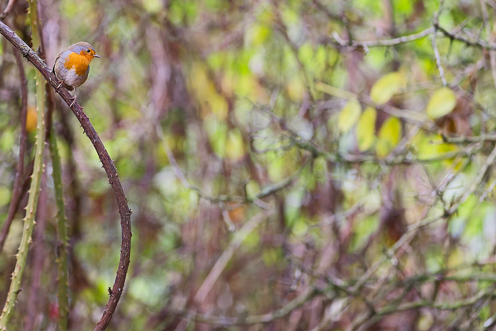 DSC_0184_DxO.jpg