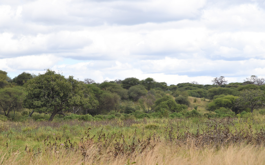 DS5_4356.jpg