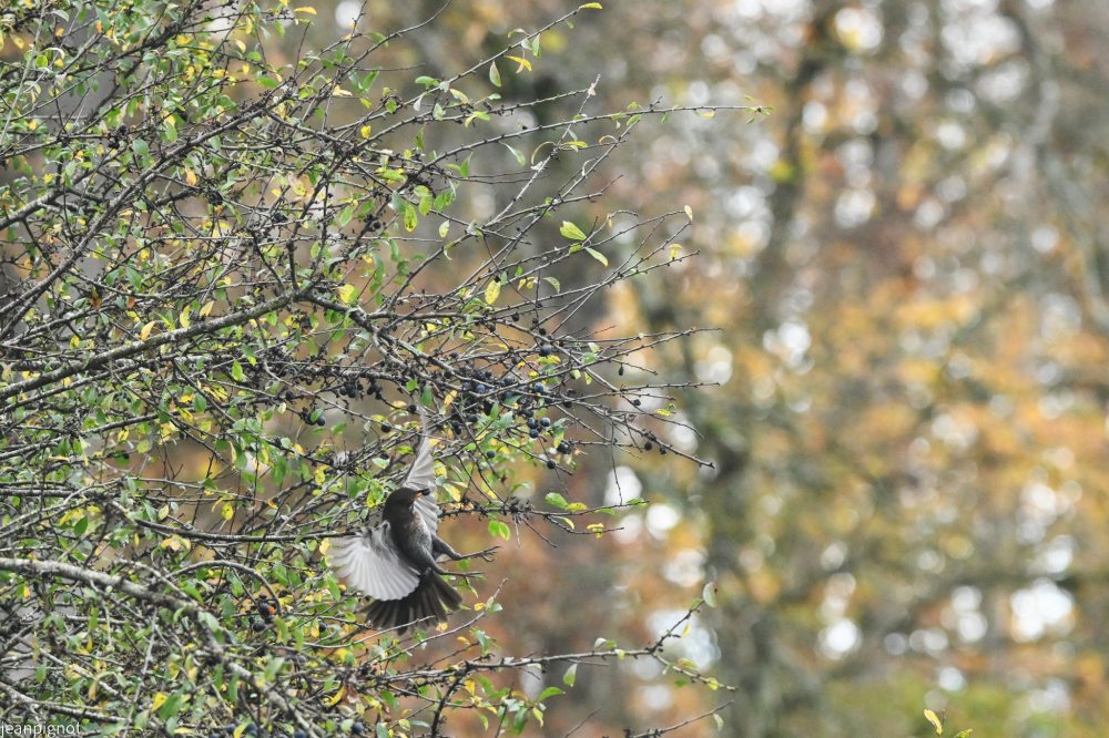 DSC_7844_001DSC_7844_01.JPG