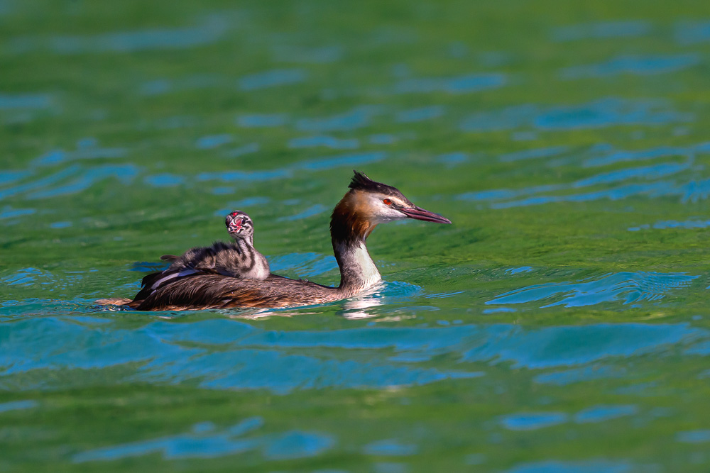 Grebe-406.jpg