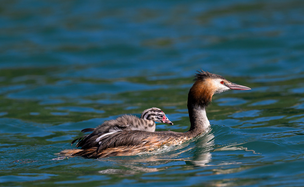 Grebe-421.jpg