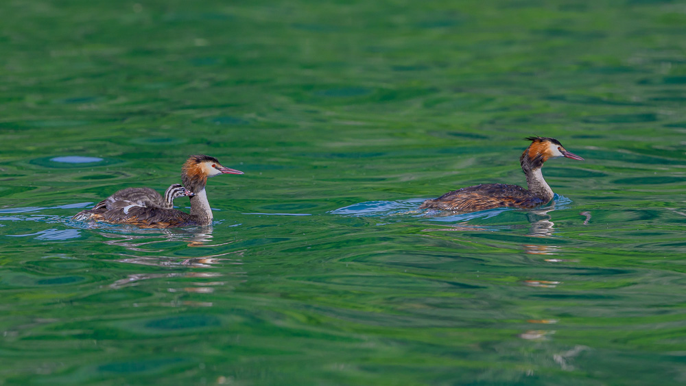 Grebe-435.jpg