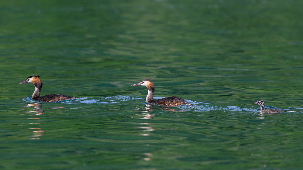 Grebe-440.jpg