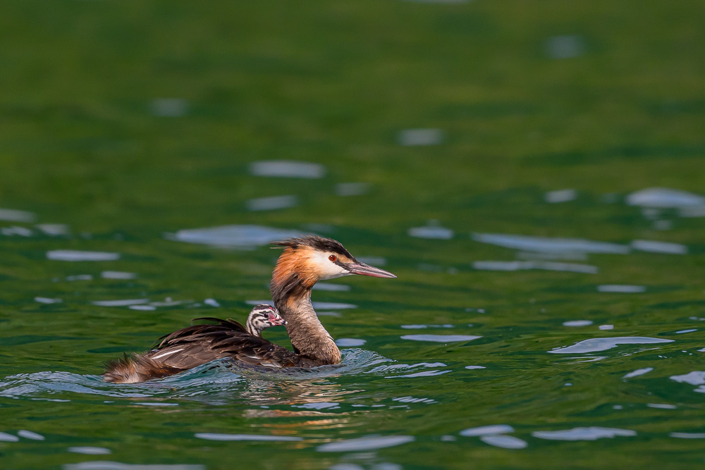 Grebe-450.jpg