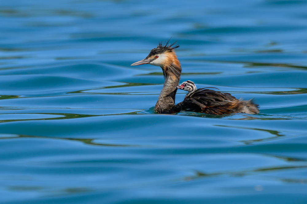 Grebe-454.jpg