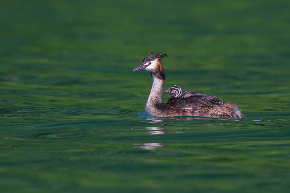 Grebe-466.jpg
