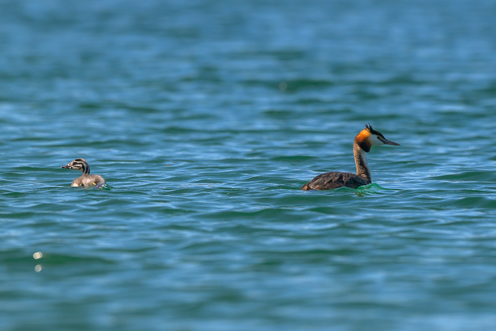 Grebe-477.jpg