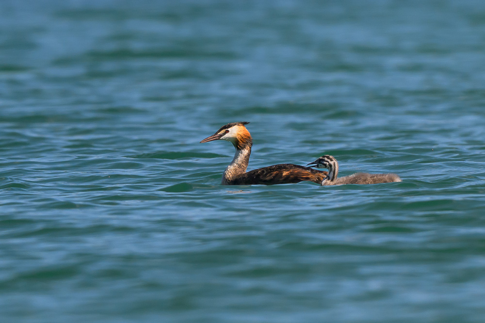 Grebe-481.jpg