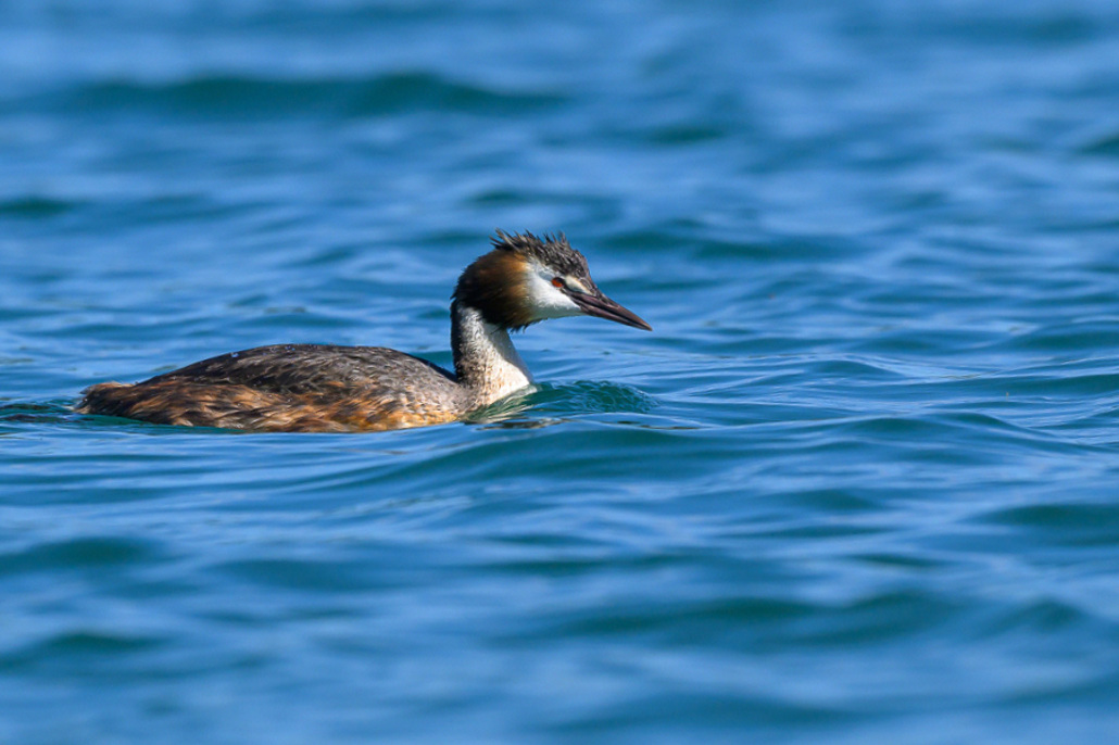 Grebe-483_04.JPG
