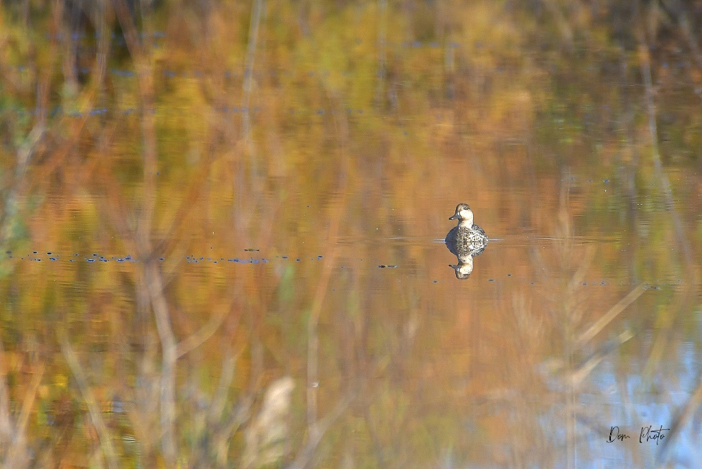 DSC_1298IN.jpg