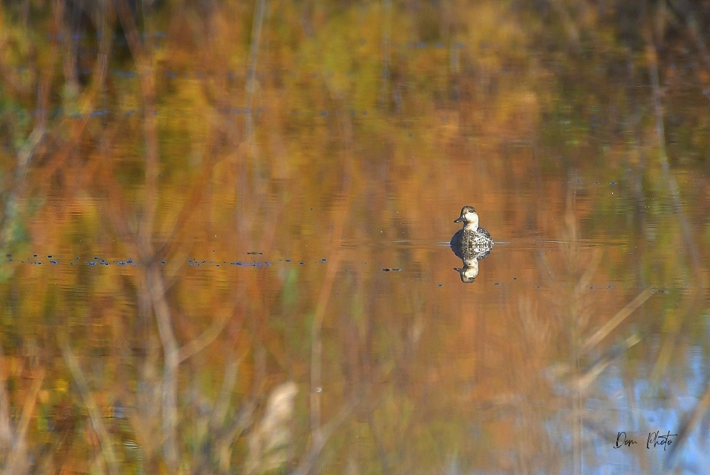 DSC_1298IN.jpg