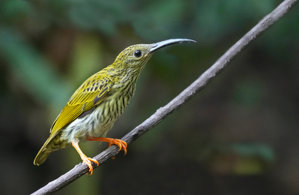 36.Grand arachnotère - Doi Inthanon..JPG