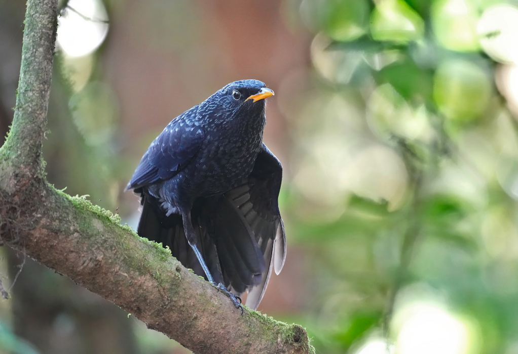 40.Arrenga siffleur - Doi inthanon(t).JPG