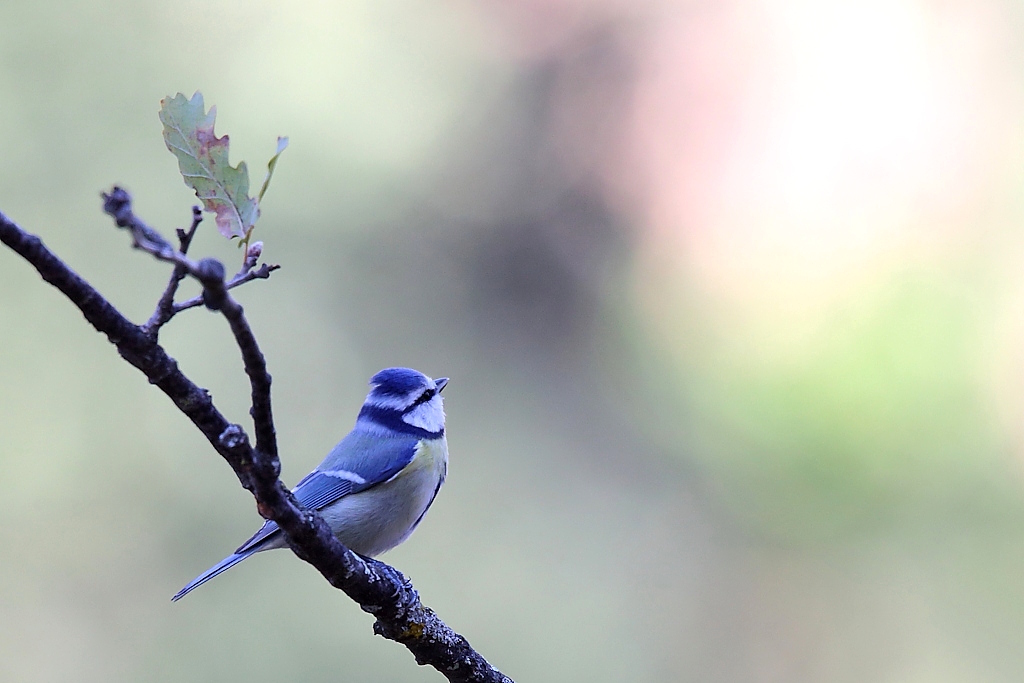 2109 Mésange bleue.jpg