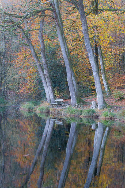 Etang de La Lande Forêt 2.jpg