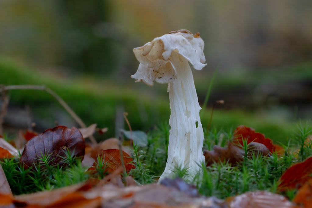 Helvella crispa - helvelle crispée 4.jpg