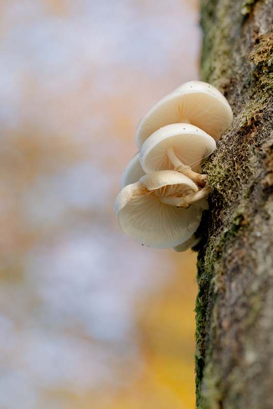 Oudemansiella mucida -  Collybie visqueuse 8.jpg