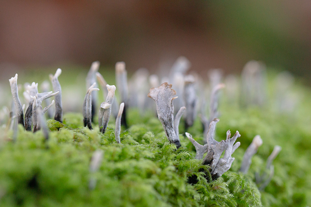 Xylaria hypoxylon - Xylaire du bois 4.jpg