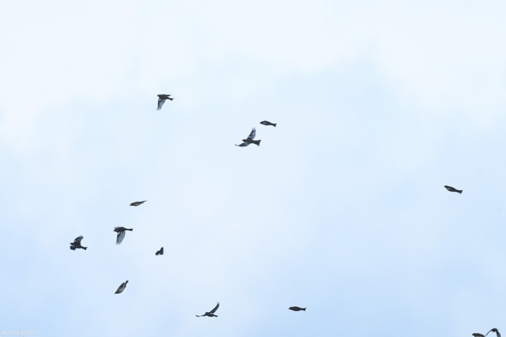N10 pinsons a l heure bleue.JPG