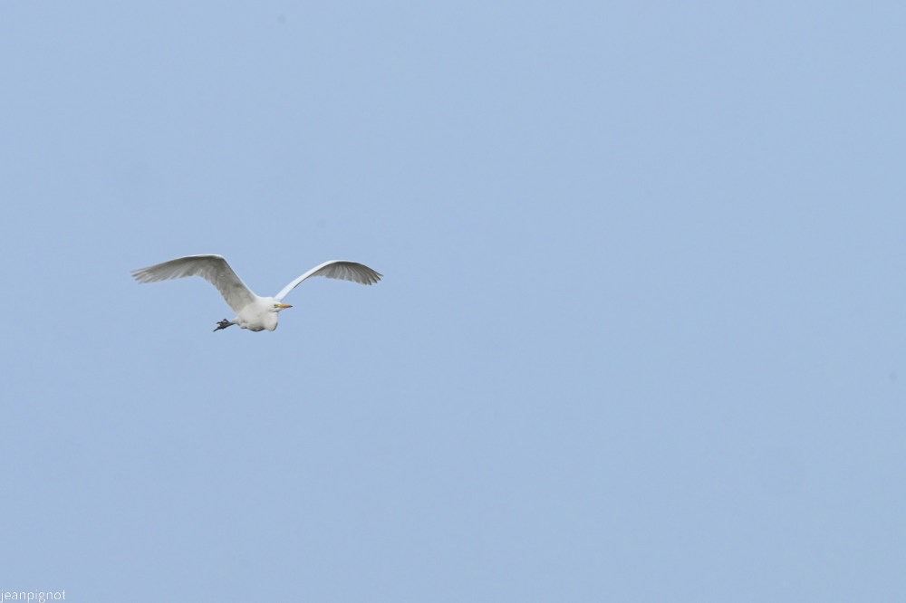 N8 une grande aigrette passse au dessus de moi.JPG