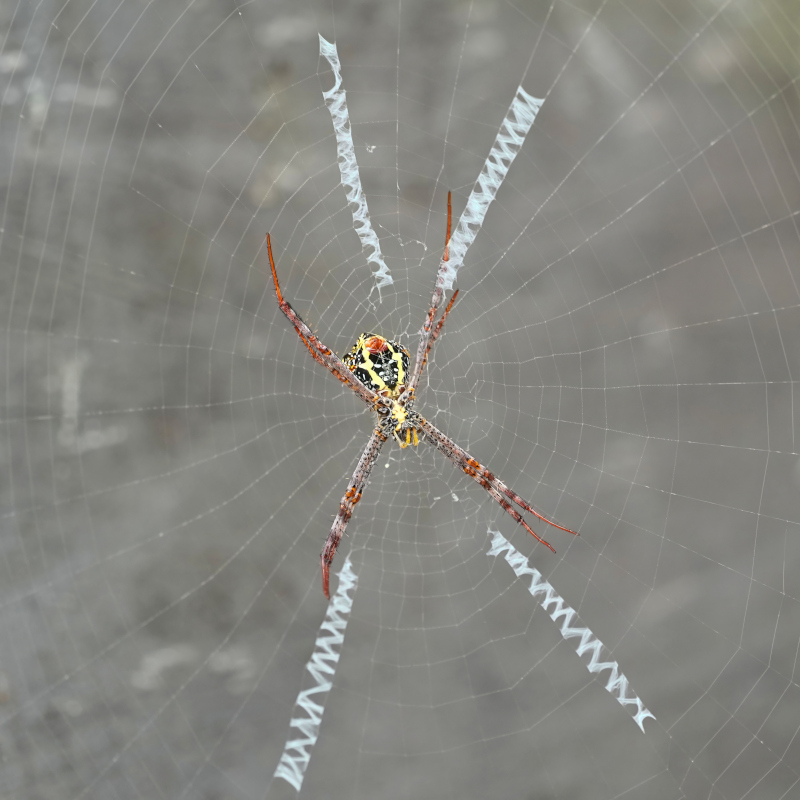 54-Argiope(St Andrews cross spider) - Doi inthanon(t).JPG