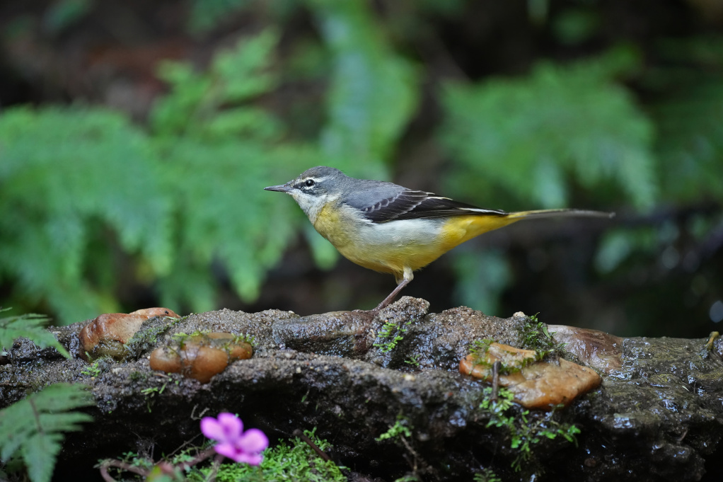 55 Bergeronnette des ruisseaux - Doi Intha(t).JPG