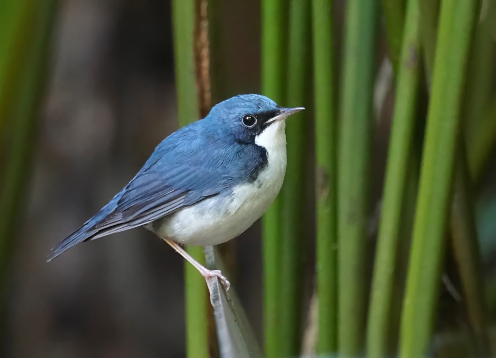 56 Rossignol bleu mâle - Doi inthanon(t).JPG