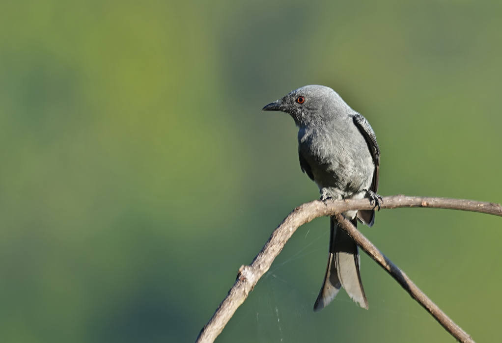 57 Drongo cendré - Doi Inthanon(t).JPG