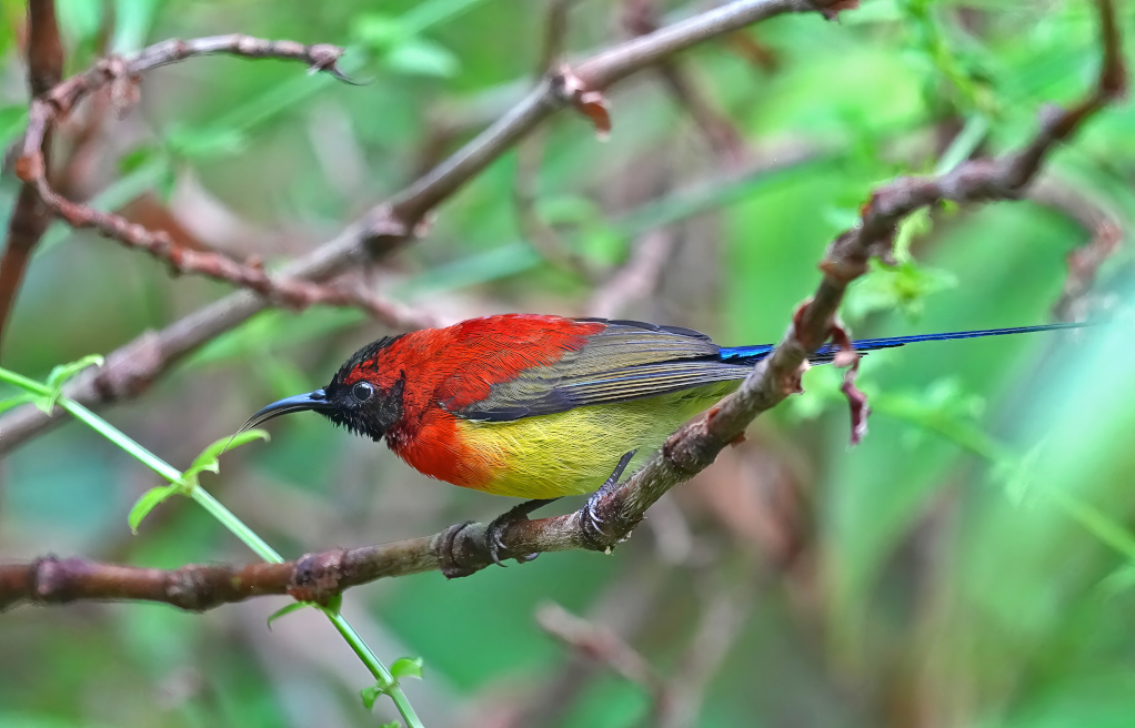 63 Souimanga de Gould - Doi Inthanon(t).JPG