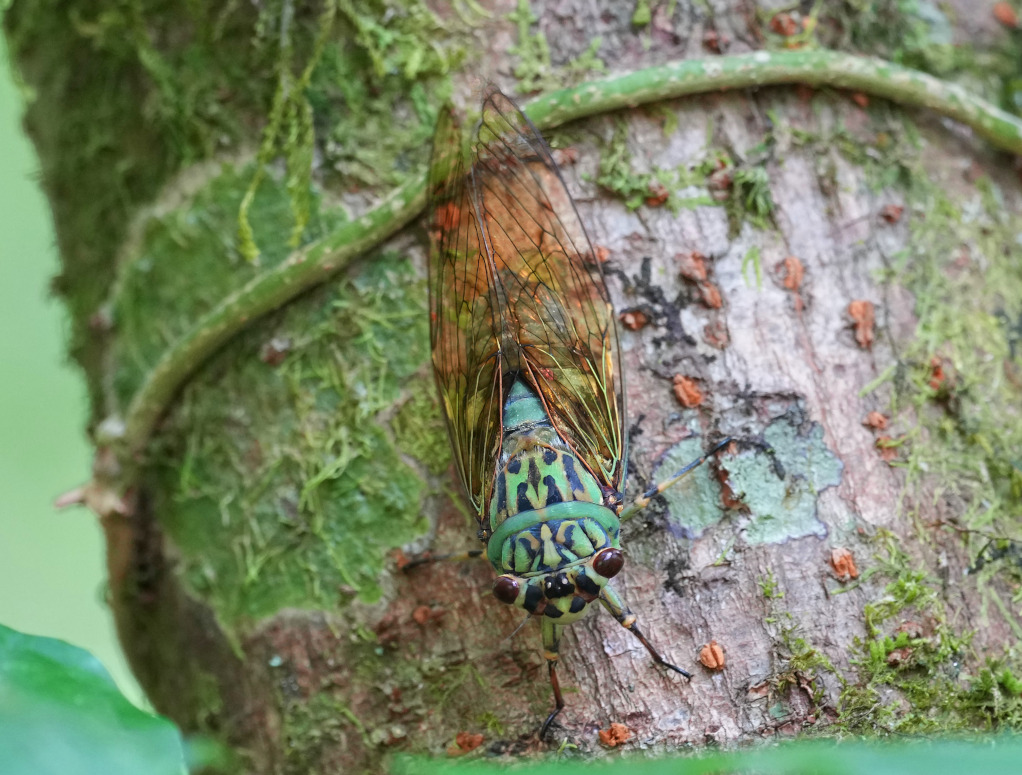 66 Cigale thaïlandaise - Doi Inthanon(t).JPG