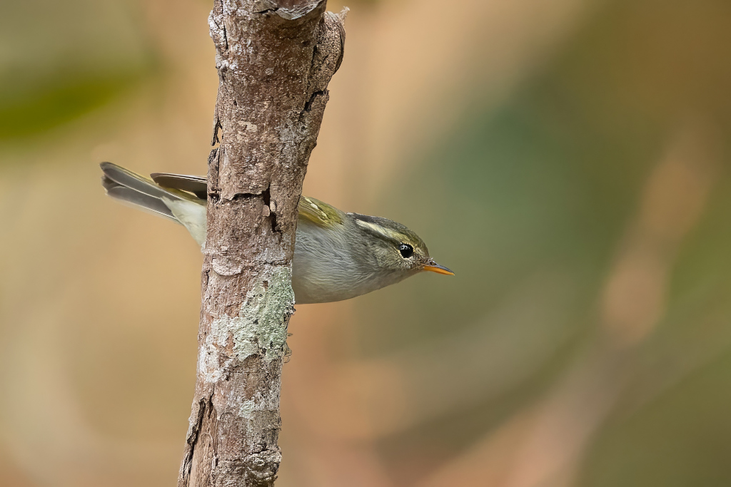 60 Pouillot de Claudia - Doi Inth(t).jpg